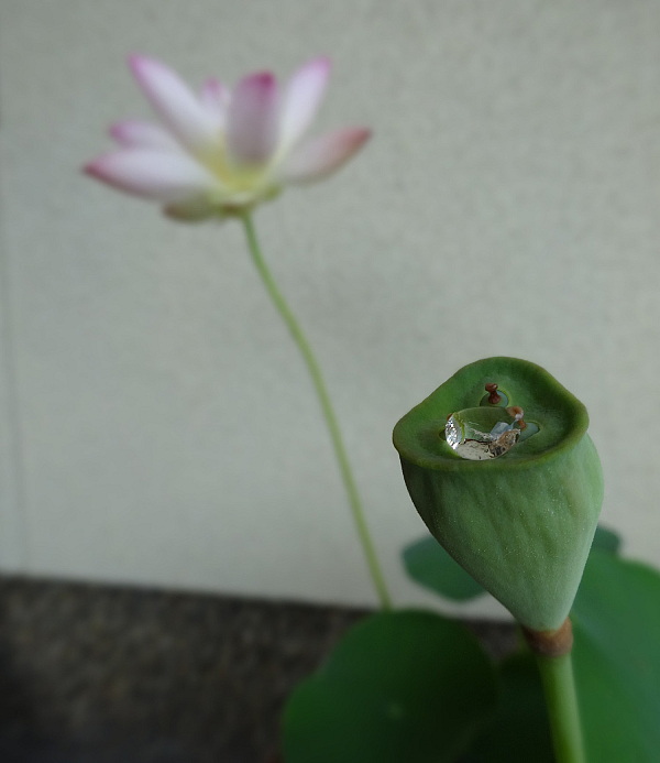 蓮華は花と実が同時になるの 金澤山 妙應寺 日蓮宗 寺院ページ