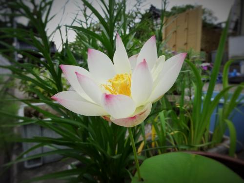 蓮の花が咲きました 金澤山 妙應寺 日蓮宗 寺院ページ