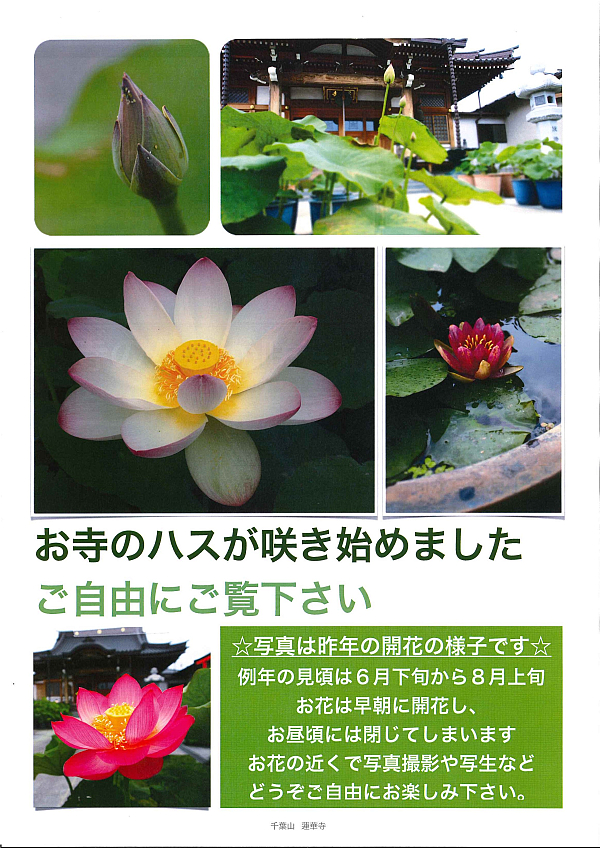 ハスの花を愛でましょう 千葉山 蓮華寺 日蓮宗 寺院ページ