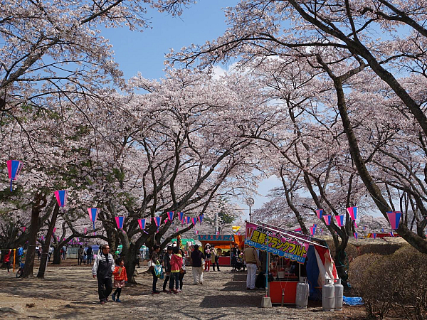 黒磯公園さくらまつり 紫雲山 等覚院 日蓮宗 寺院ページ