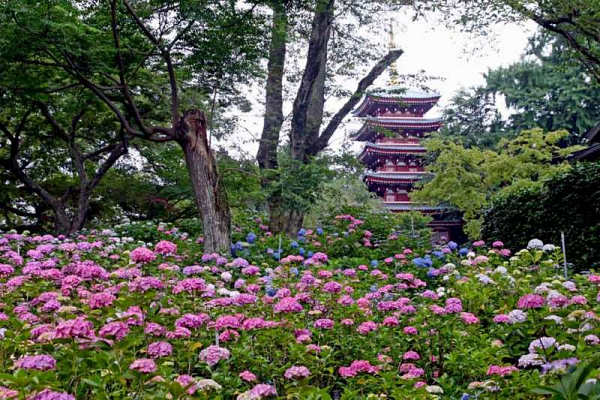 長谷山 本土寺 日蓮宗 寺院ページ