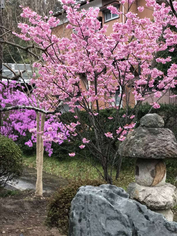 菜の花と桜 千葉県養老渓谷 日蓮宗 法泉結社 日蓮宗 寺院ページ